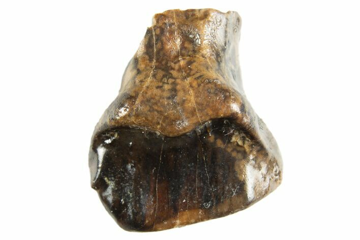 Fossil Nodosaur Tooth - Judith River Formation #313215